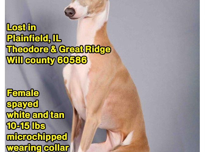 LOST Italian Greyhound in Plainfield IL - ROMP Italian ...