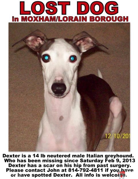 Lost Italian Greyhound - Dexter from Pennsylvania - ROMP ...