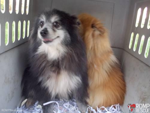 Chicago Pomeranian Rescue Romp Italian Greyhound Rescue